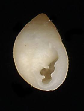 Laemodonta monilifera
