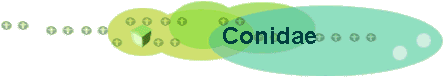 Conidae
