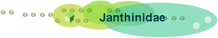 Janthinidae