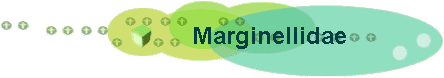 Marginellidae