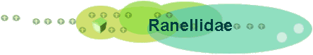 Ranellidae
