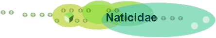 Naticidae